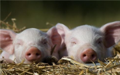 美国最大猪肉加工厂因疫情关闭  感染员工238名