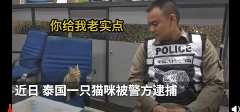 猫咪因违反外出禁令被逮捕是怎么回事？什么情况？