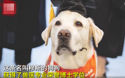 8岁治疗犬获博士学位是什么情况？真相是什么？