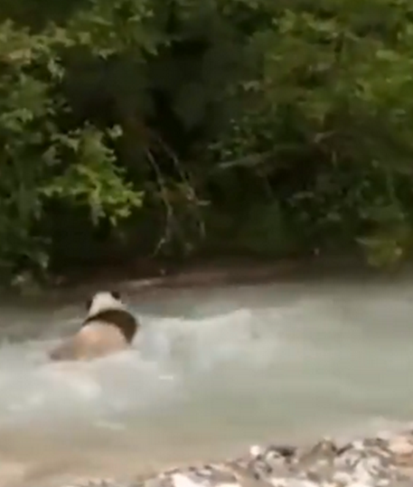 大熊猫河里冲浪上演国宝式狗刨 网友：厉害了乘风破浪的滚滚