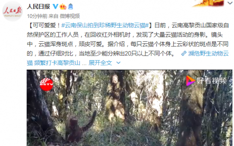 云南保山拍到珍稀野生动物云猫  网友：“真可爱！”