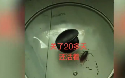 蟑螂被盖在锅盖下20天还活着  网友：“这就是打不死的小强”