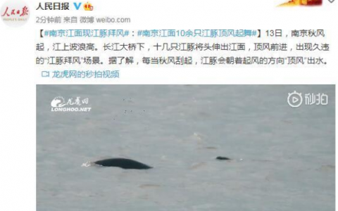 南京江面10余只江豚顶风起舞 在南京哪里能看到江豚？