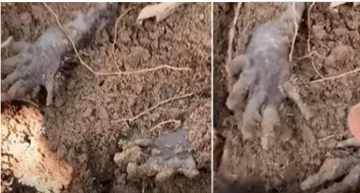 男子徒步发现泥土中有两只手掌   疑似“尸体”引热议