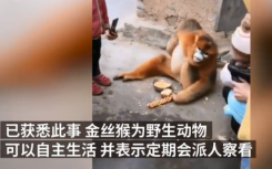 金丝猴在陕西村民家中住一月  网友调侃：要变金丝猪了