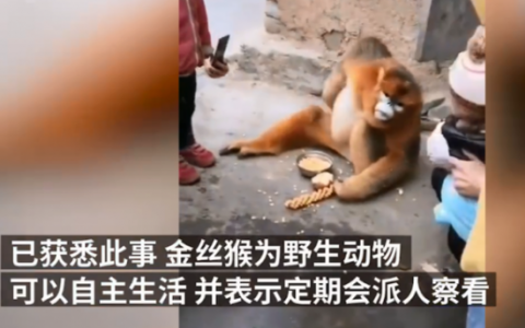 金丝猴在陕西村民家中住一月  网友调侃：要变金丝猪了