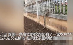 泰国一条贪吃蟒蛇一口吞掉大鹅后准备逃跑   随后蟒蛇求饶一幕笑喷网友