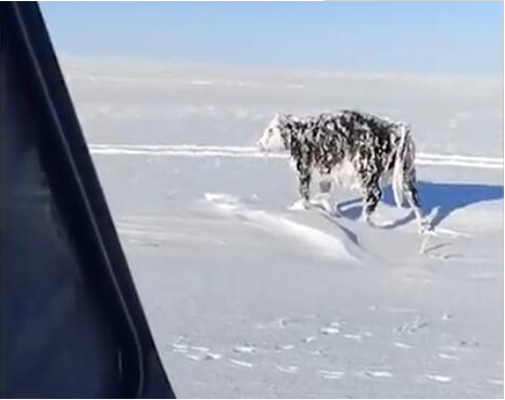 哈萨克斯坦一男子见雪地站着乳牛一动不动 好奇上前看到震惊一幕