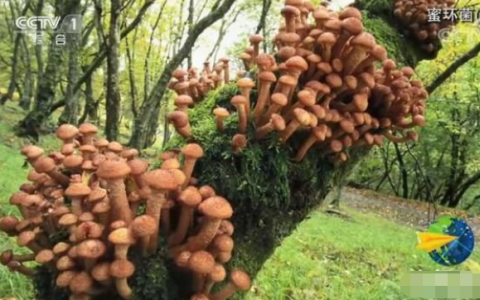 世界最大蘑菇长了2800多年 世界上最大的蘑菇是什么菇