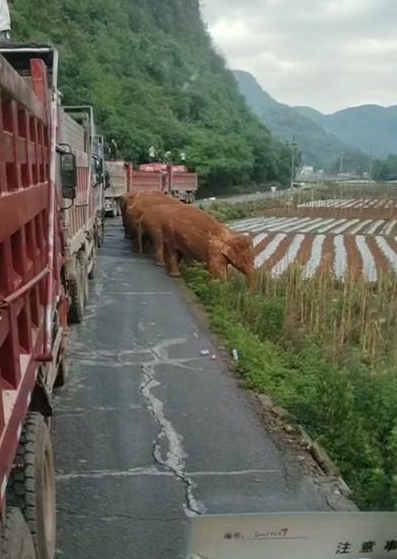 昆明渣土车司机正面遭遇象群  直接站车顶拍下罕见现场【图】