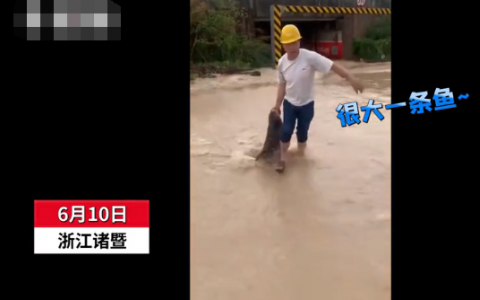 暴雨后市民在街头捞一米多长大鱼   路人拍下现场啧啧称奇【图】