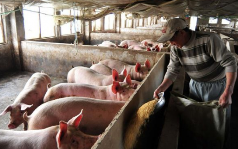 2021年有哪些养猪补贴政策？养猪补贴政策2021标准怎么申请