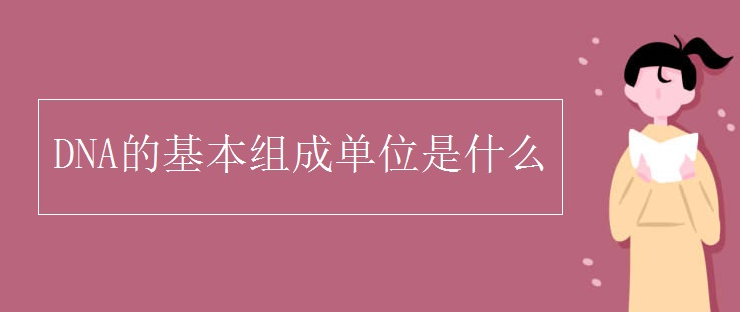 DNA的基本组成单位