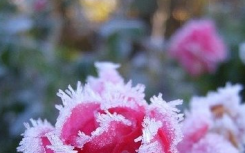 2021年霜降是哪一天什么时候?霜降是几月几号2021几点几分