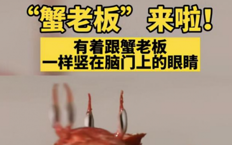 蟹老板原型是什么品种的螃蟹？蟹老板的原型是大眼沙蟹能吃吗？