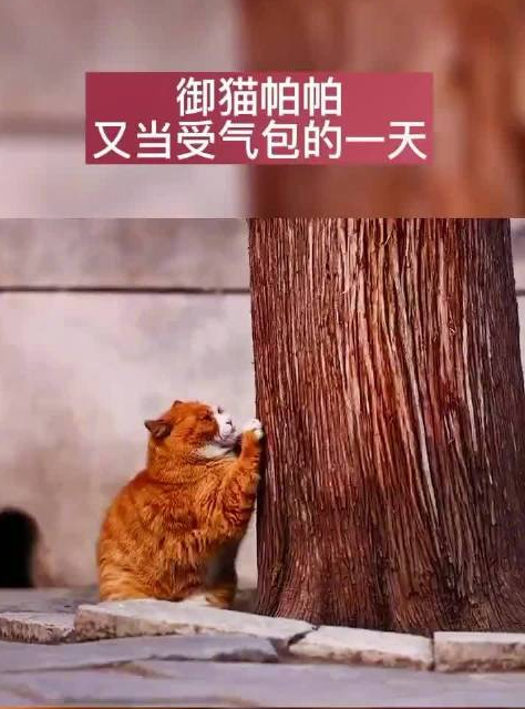 宫猫帕帕为什么这么胖？故宫猫洞怎么来的为什么被欺负