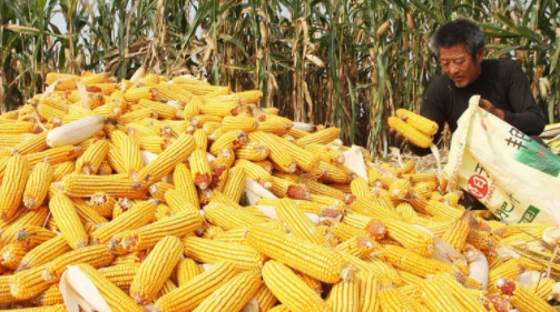 玉米收购价格今日价一斤多少钱最新2022   玉米收购价格还会上涨吗2022年3月详情