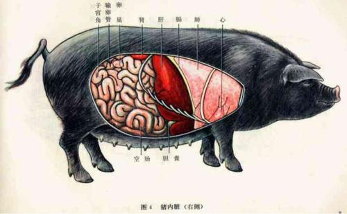 猪横结肠图片